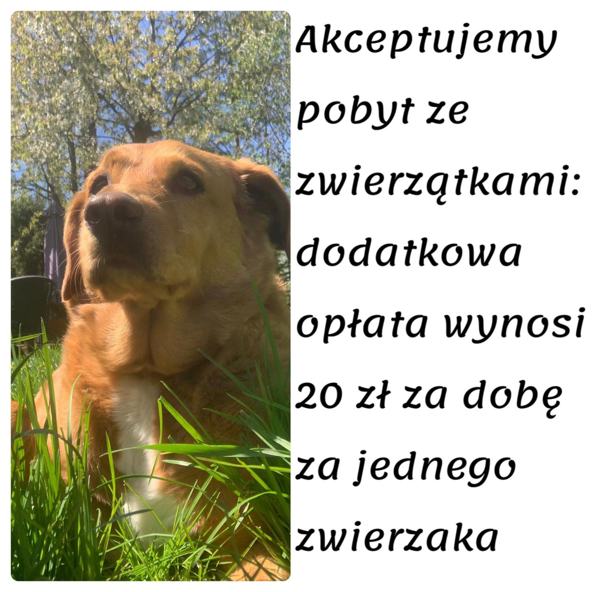 Domki Caloroczne - U Ptaka - Milkow Esterno foto
